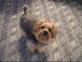 Doggy Dog Dance
