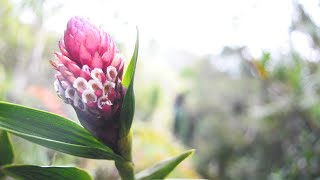 Capitulo 8 Tiempo de Paz con la Naturaleza