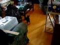 Chihuahua vs Kitten