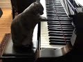 Pisica pianista