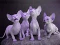 A cat...it\