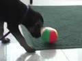 Rock & Ruff - Shania
