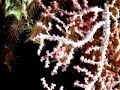 Pygmy Seahorse