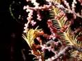 Pygmy Seahorse
