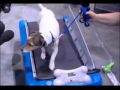 Doggie Treadmills from petzen Cute Pet Gazette
