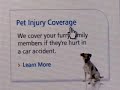 Car insurance and your pet