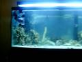 videos de FISH 002.MOV