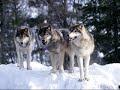 WOLVES~safe and sound