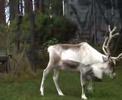 Cairngorm Reindeer Centre.