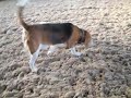 Bogy en Kaiya spelen in het zand