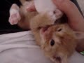 adorable baby kitten adorable baby kitten