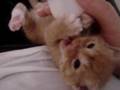 Adorable baby kitten