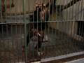 videos de Swinging monkey.MPG