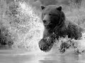 Grizzlies of the North Cascades