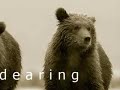 Grizzlies of the North Cascades