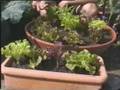 Salad Leaves for All Seasons with Charles Dowding