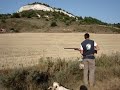 Caza de Codorniz con Fernando, Sur (Setter Ingles) y Petra de Aizcorri (Epagneul Breton)