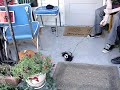hephestus the attack cat