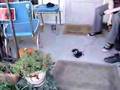 hephestus the attack cat