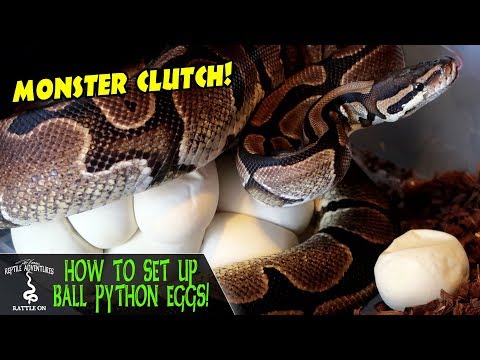 YouTube reptile video