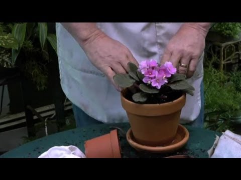 how to replant a violet