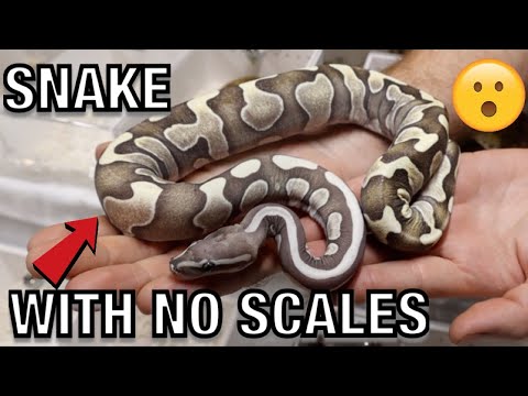 YouTube reptile video