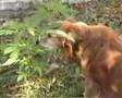 dog loves cannabis part 1