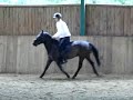 Egzamin na brazowa odznake: ujezdzenie