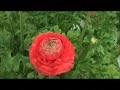 ????????????????????flower_AIZU ????????????????????flower_AIZU