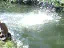 Jump for life, San Antonio, Quezon