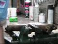 06 MG U-Joint