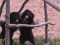 Playing bears