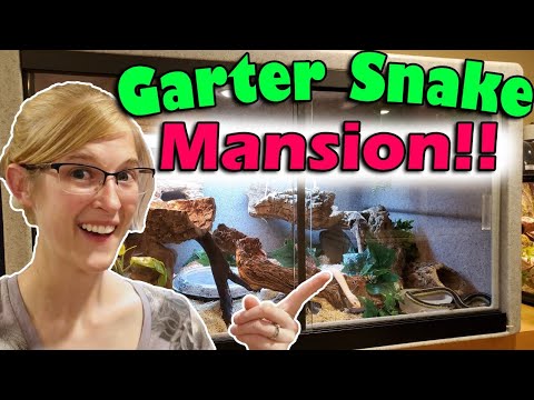 YouTube reptile video