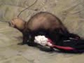 Vjeko the ferret Vjeko the ferret
