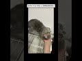 2019/7/22 その11 【共同生活8日目】#保護猫 #猫