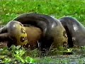 anaconda eating capybara