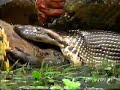 Anaconda Eating Capybara