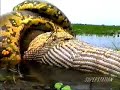 anaconda eating capybara