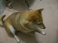 shiba inu complains shiba inu complains
