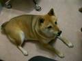 shiba inu complains