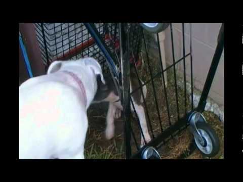 american bulldogs