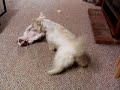 hummer bulldog puppy vs bentley westie