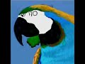iSketch Parrot iSketch Parrot
