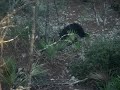 Bear Invasion