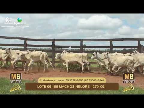 542� LEIL�O VIRTUAL MB LEIL�ES