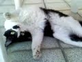Gata Fotogênica Gata Fotogênica