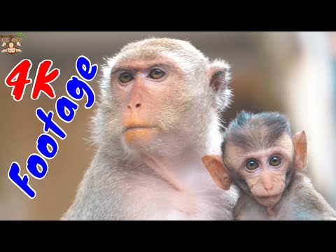 Những Cảnh Quay Đẹp Chất Lượng 4K Về Loài Khỉ Tập 38