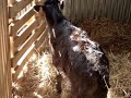 www.ganaderiaelparralejo.com Ganaderia de Toros Bravos