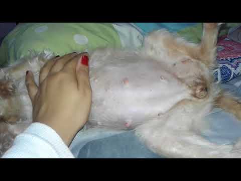 Los bebés de mi lissy... 59 días de embarazo