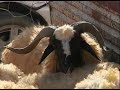أول عيد في ليبيا بعد سقوط نظام القذافي -Views : 0